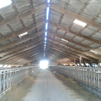 Melkveebedrijf te koop Nederland