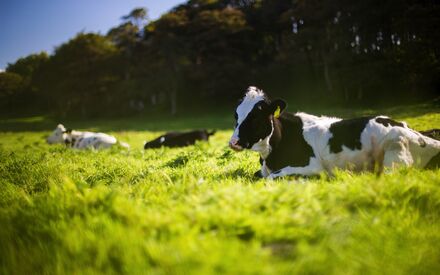 Melkveebedrijven te koop