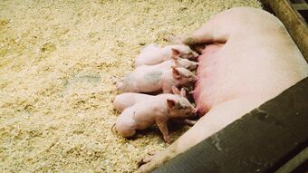 Varkensbedrijf of varkenshouderij kopen