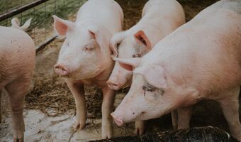 Op zoek naar een varkensbedrijf of pluimveehouderij?