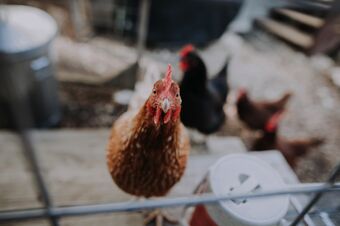 Pluimveebedrijf te koop in Nederland